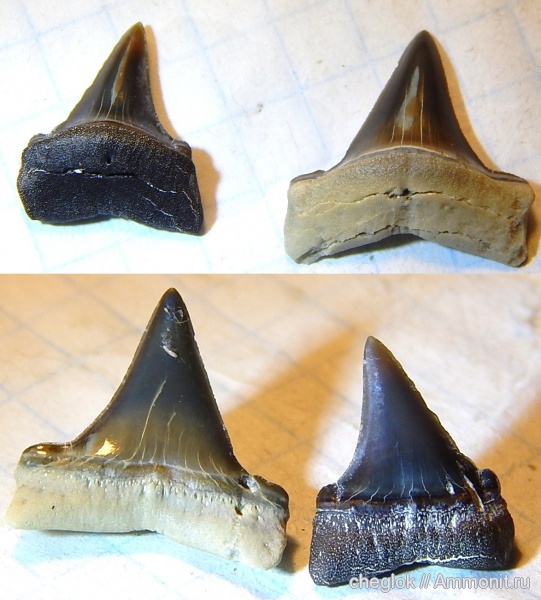 Казахстан, зубы акул, Мангышлак, бартон, Cosmopolitodus, shark teeth