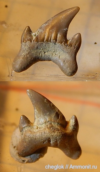 мел, сеноман, зубы акул, Варавино, Archeolamna, Cenomanian, Cretaceous, shark teeth