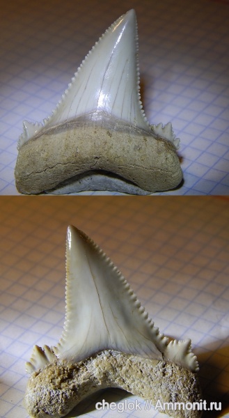 Казахстан, зубы акул, Otodus auriculatus, Бетпак-Дала, shark teeth