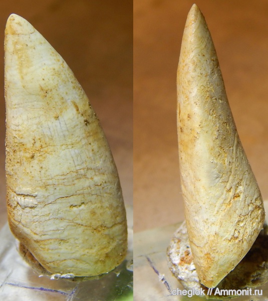 мел, Марокко, зубы позвоночных, Cretaceous
