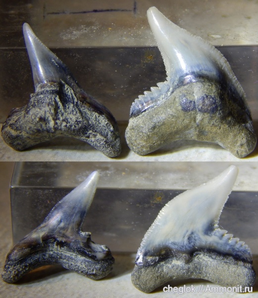 миоцен, акулы, зубы акул, Galeocerdo, Северная Каролина, Physogaleus contortus, Аврора Крик, shark teeth, sharks