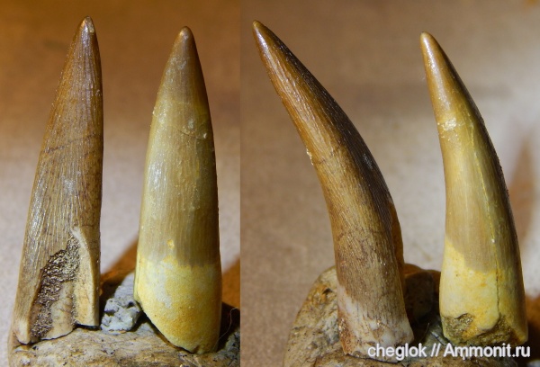 мел, плезиозавры, Марокко, зубы рептилий, Zarafasaura oceanis