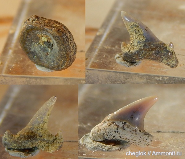 мел, Яхрома, Eostriatolamia, сеноман, зубы акул, позвонки, Archaeolamna