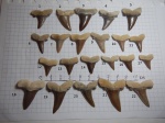 Несколько зубов акул Мангышлака. Пока затрудняюсь в определении.