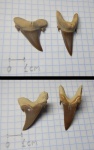 Два зуба Jaekelotodus trigonalis