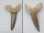 Зуб акулы Striatolamia macrota
