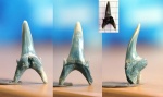 Зуб акулы "Jaekelotodus" robustus