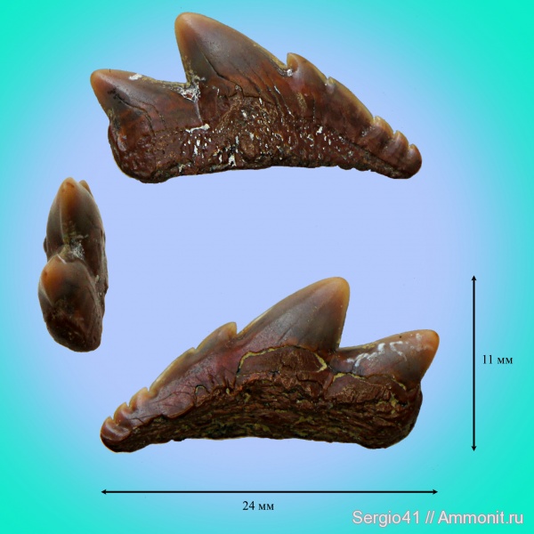 мел, палеоцен, Notidanodon