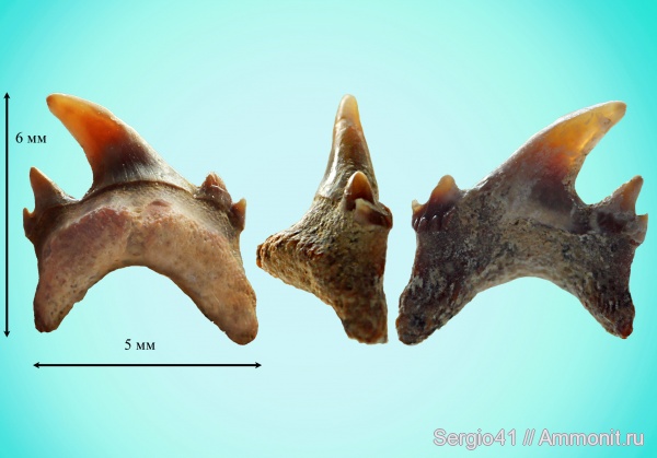 палеоген, зубы, акулы, Palaeohypotodus rutoti