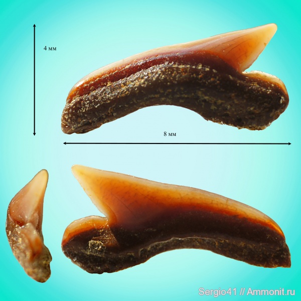 мел, зубы, акулы, Palaeoanacorax, сеноман, Palaeoanacorax cf. obliquus