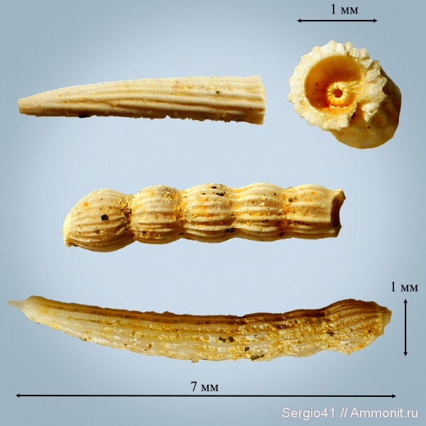 маастрихт, Foraminifera, Nodosaria sp