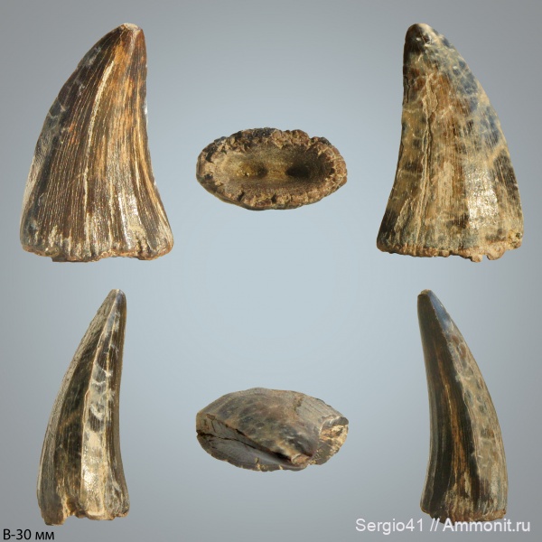 зубы, мозазавры, маастрихт, Platecarpus, Волгоград, Maastrichtian