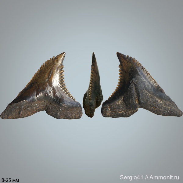 зубы, акулы, Hemipristis, Hemipristis serra, USA