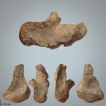Фрагмент квадратной кости Prognathodon sp. (?)