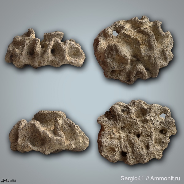 мел, губки, сеноман, Волгоградская область, Cenomanian, Cretaceous