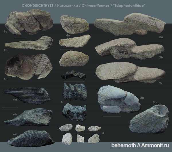 химеры, Elasmodus, Chimaeriformes, Edaphodon, Chimaeroidei