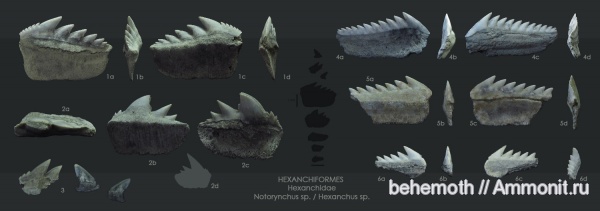 эоцен, зубы акул, Notorhynchus, Hexanchus, Hexanchiformes, shark teeth
