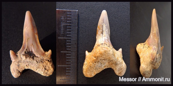 зубы, акулы, Саратовская область, Archaeolamna, кампан, Lamniformes, Карякино, Archaeolamna kopingensis, Campanian, teeth, sharks