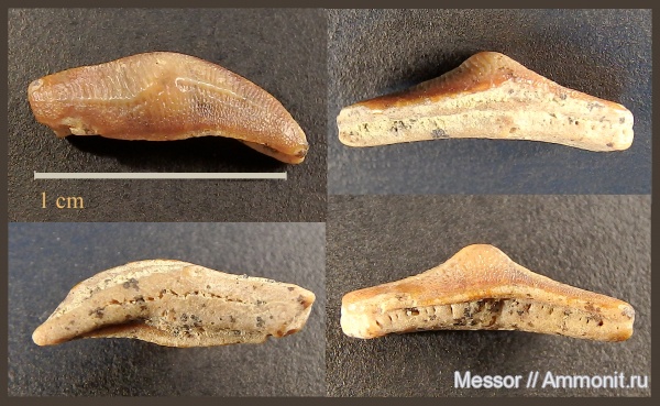 зубы, акулы, сеноман, Elasmobranchii, Heterodontiformes, Heterodontidae, Heterodontus, teeth, sharks
