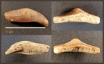 Боковой зуб акулы Heterodontus sp.
