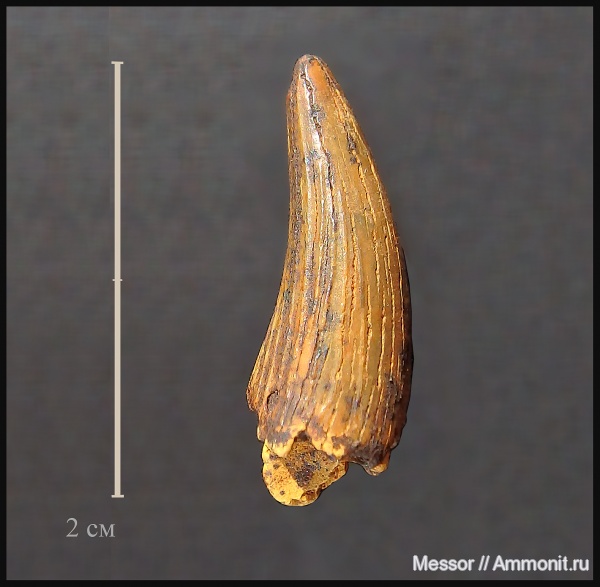 Plesiosauroidea, Cenomanian, Cretaceous