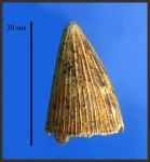 Зуб морской рептилии (cf. Polyptychodon, Pliosauroidea)