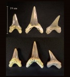 Зубы акулы Paranomotodon sp.