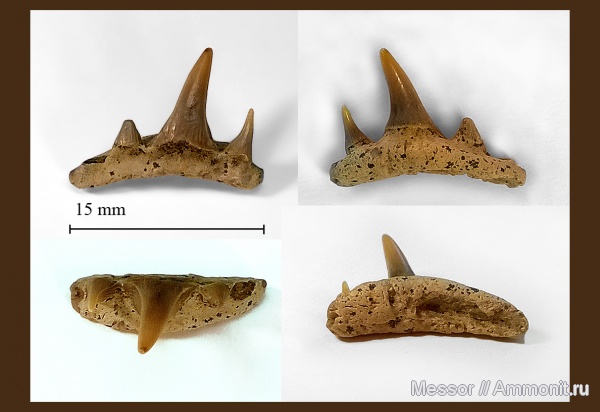 Paraorthacodus, Paraorthacodus recurvus, Synechodontiformes, Palaeospinacidae, Cenomanian, Cretaceous, shark teeth, sharks