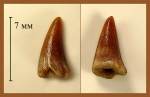 Зуб костной рыбы Sphyraenodus(?)