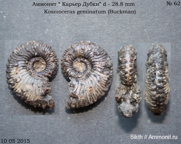 аммониты, Kosmoceras, Дубки, Саратовская область, Ammonites, Kosmoceras geminatum