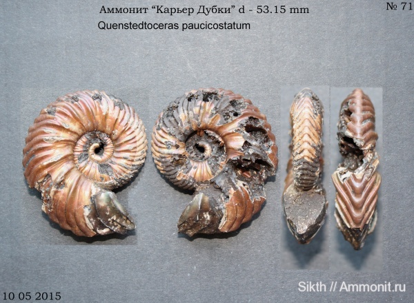 аммониты, Quenstedtoceras, Дубки, Саратов, Саратовская область, Ammonites, Quenstedtoceras paucicostatum