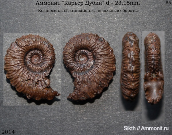 аммониты, Kosmoceras, Дубки, Саратовская область, Ammonites, Kosmoceras  transitionis, Kosmoceras transitionis