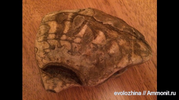 моллюски, триас, мезозойская эра, Ceratites, Triassic