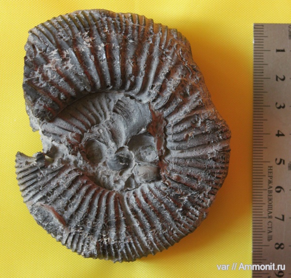 аммониты, Ammonites, Городищи-Ундоры, нижневолжский подъярус, Ilowaiskya schashkovae, Ilowaiskya