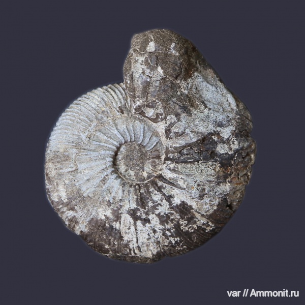 аммониты, Virgatites gerassimovi, Ammonites, Городищи-Ундоры