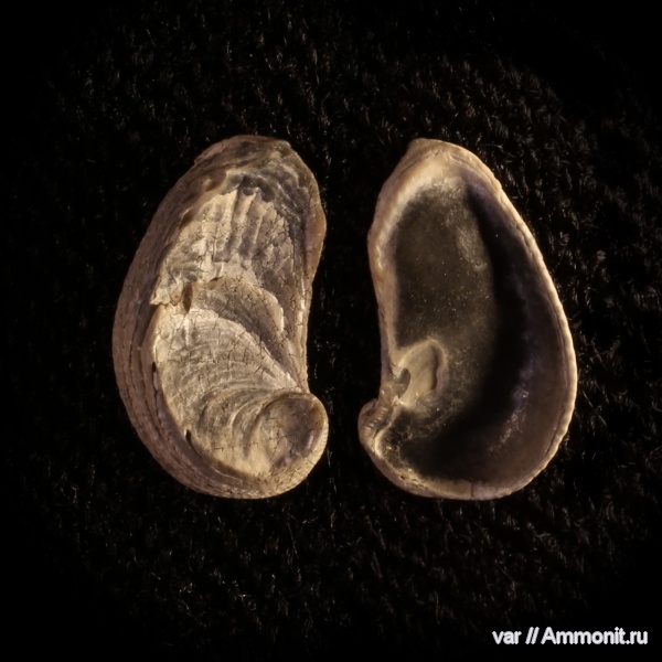 двустворчатые моллюски, Exogyra, Ундоры-Городищи