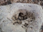 Отпечаток моллюска на камне глинта