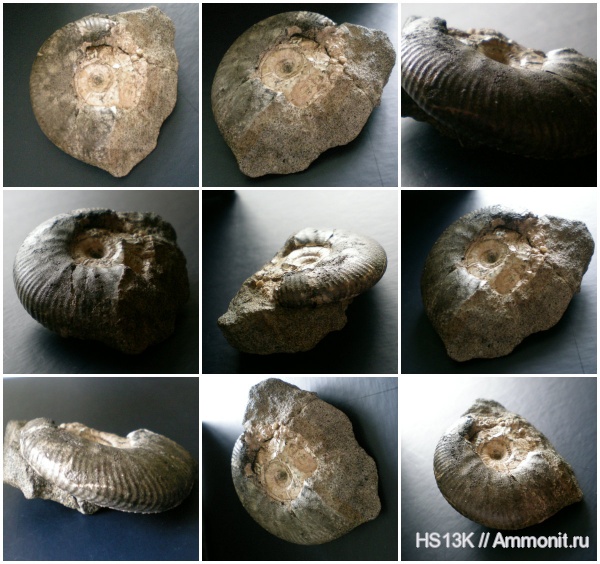 аммониты, волжский ярус, верхняя юра, Ammonites, Лопатинский рудник, зона Kachpurites fulgens, Craspedites fragilis, Volgian, Upper Jurassic