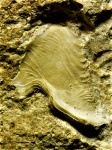 Башмачок карбонский (гипостома нижнекарбонского трилобита)