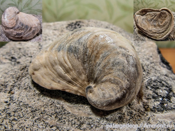 двустворчатые моллюски, верхний мел, Amphidonta conica, Upper Cretaceous