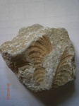 Отпечаток двустворчатого моллюска Allorisma