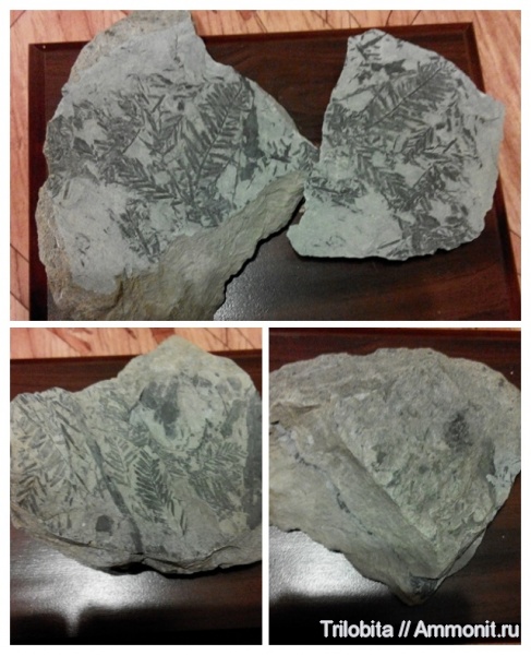 мел, палеоботаника, Metasequoia occlidentalis, Cretaceous