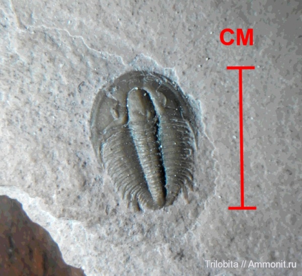 трилобиты, кембрий, США, Cambrian, Modocia, Modocia typicalis