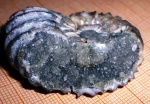 Аммонит Acanthohoplites - корзинка для кристаллов