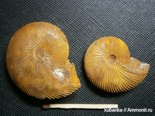аммониты, мезозой, келловей, Pseudocadoceras, средняя юра, Chamoussetia
