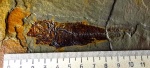 Отпечаток рыбы Pomobulus facilis