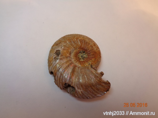аммониты, Россия, Quenstedtoceras, Саратовская область, Ammonites