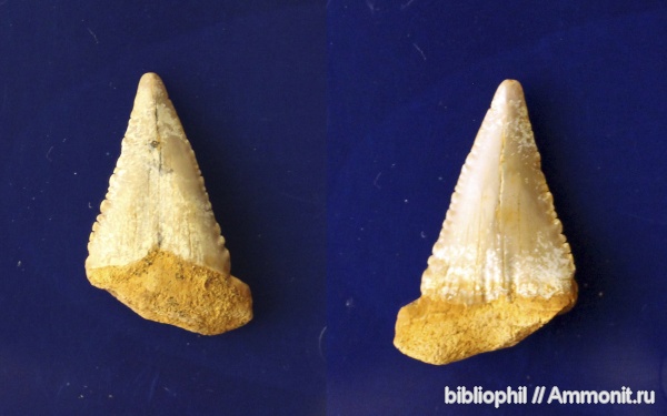 палеоген, зубы акул, Palaeocarcharodon orientalis