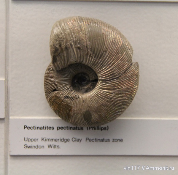 юра, музеи, Великобритания, Pectinatites pectinatus, Pectinatites, Музей естествознания, Jurassic
