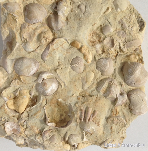 брахиоподы, девон, Theodossia, brachiopoda, Cornulites, Epizoans